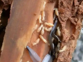 茄子河白蚁防治公司分享雨季白蚁飞蚁集中入户，应急处理与长效防虫方案